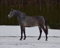 Pferd Desperad (Malopolska, 2017)