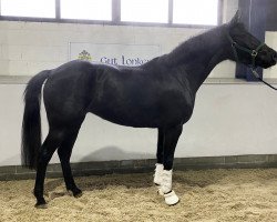 broodmare Little Sunshine 40 (Oldenburg, 2016, from Licotus)