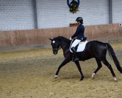 Springpferd Donciero (Deutsches Reitpony, 2014, von Del Estero NRW)