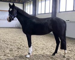 dressage horse Lonkens Alva (Oldenburg, 2017, from Licotus)