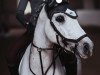 jumper Camerino 6 (German Riding Pony, 2011, from Consens)