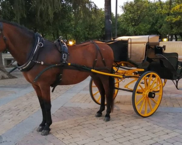 horse Lady (Andalusier, 2005)