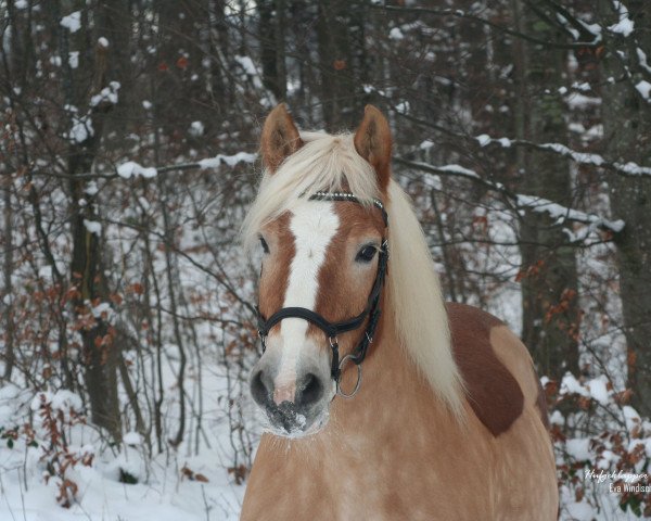 horse Mädi 19 (Haflinger, 2008, from Sternwind)