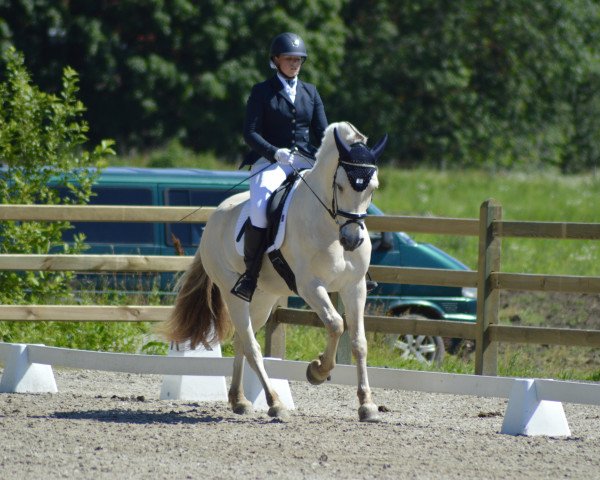 Pferd Herman (Fjordpferd, 2011, von Hisco)