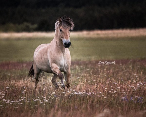 Pferd Rubin (Fjordpferd, 2005, von Mastrup Romeo)