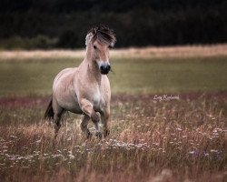 horse Rubin (Fjord Horse, 2005, from Mastrup Romeo)