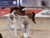 broodmare Can Do It (Oldenburg, 2011, from Cellestial)