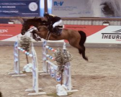 broodmare Can Do It (Oldenburg, 2011, from Cellestial)