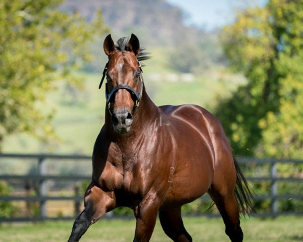 stallion Nicconi xx (Thoroughbred, 2005, from Bianconi xx)