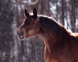 broodmare Grande Dame (Austrian Warmblood, 2005, from Royal Hit)