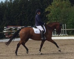 dressage horse Wadjda (Bavarian, 2010, from Simonetti)