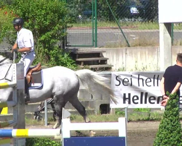 Großes Heidenheimer Reitturnier 2014