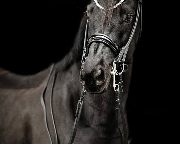 dressage horse Gentleman 254 (Trakehner, 2010, from Donauklang)