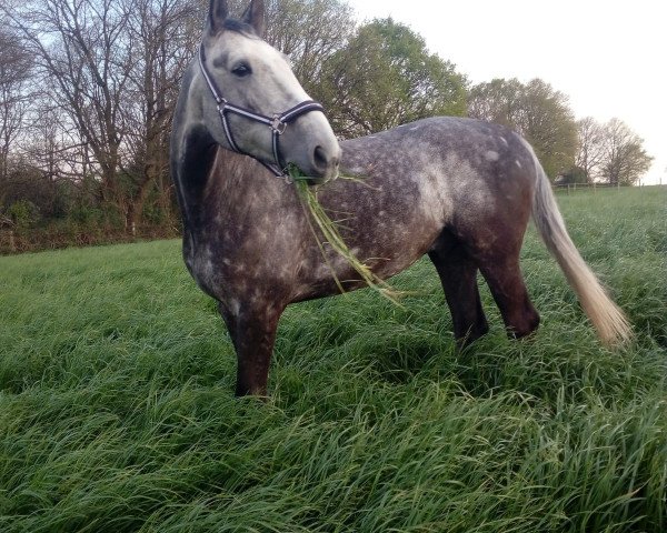 dressage horse Flecky (Colder) (German Warmblood, 2013)