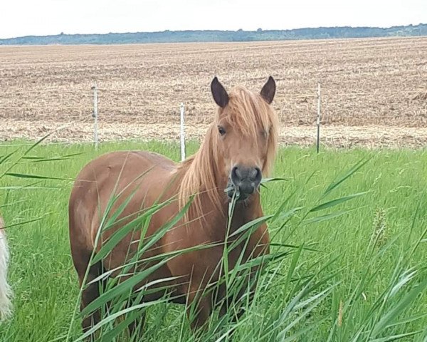 broodmare Lalü AK (Shetland Pony, 2015, from Kosmus)