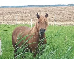 Zuchtstute Lalü AK (Shetland Pony, 2015, von Kosmus)