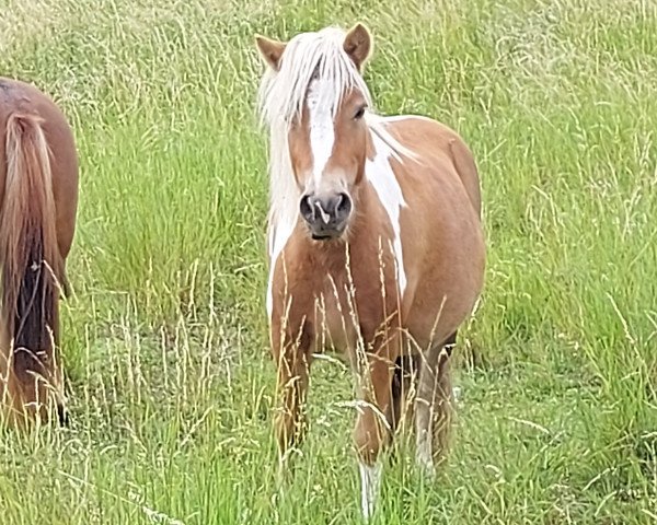 broodmare Karlita Jk (Shetland Pony, 2018, from Bristel v. d. Geest)