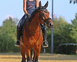 dressage horse Larella (Oldenburg, 2016, from Samarino H)