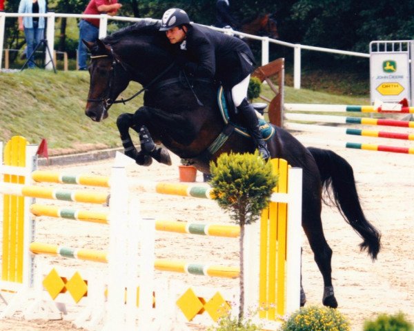 stallion GG Conradi (Holsteiner, 1998, from Contender)