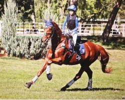 jumper Larismo (German Sport Horse, 2004, from Lafitte)