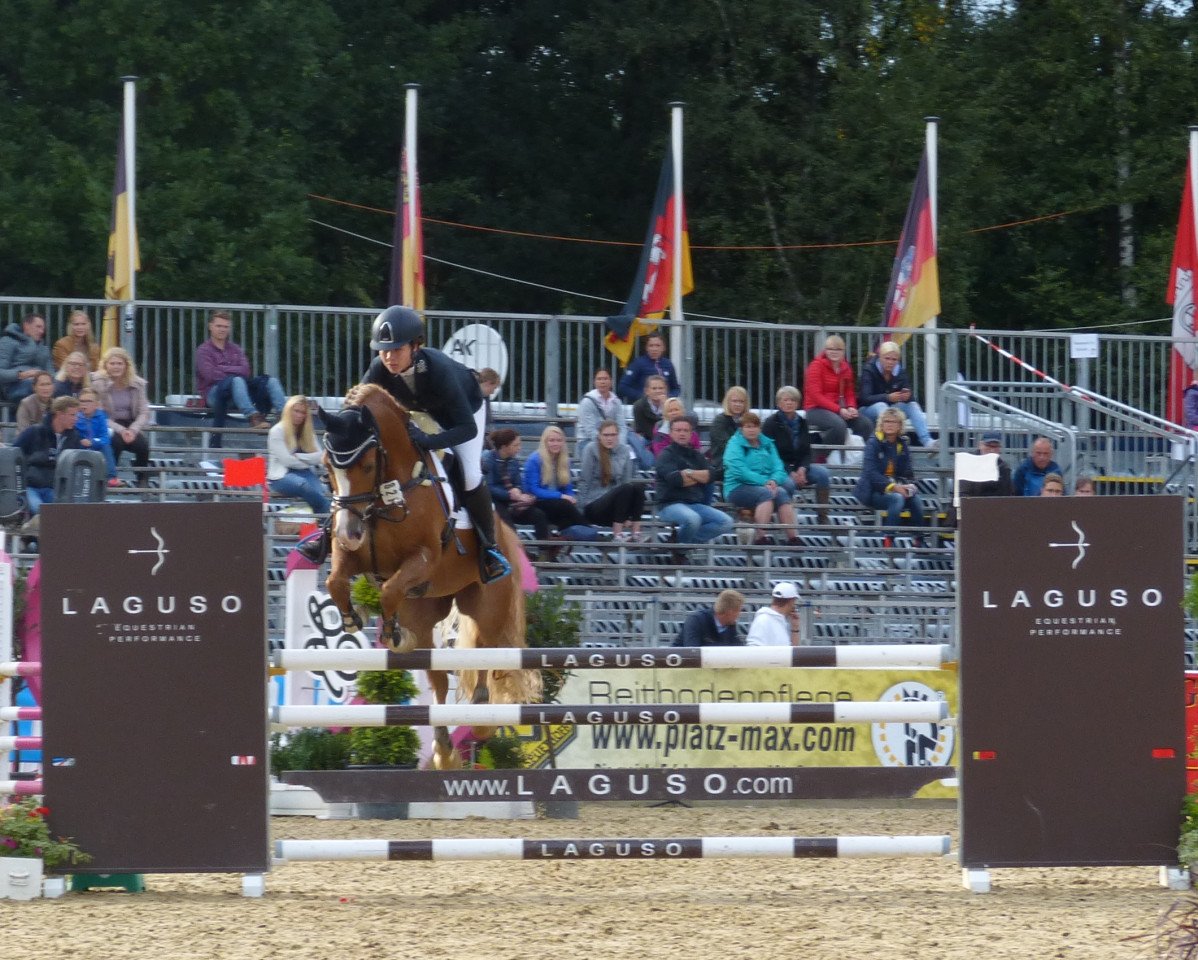jumper St.annens Get Up (German Riding Pony, 2011, from Golden Gate N)