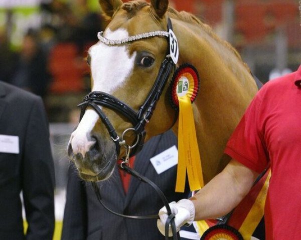 stallion Crown Cingdom (German Riding Pony, 2015, from Crown Charm of Royal)
