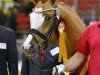 Deckhengst Crown Cingdom (Deutsches Reitpony, 2015, von Crown Charm of Royal)