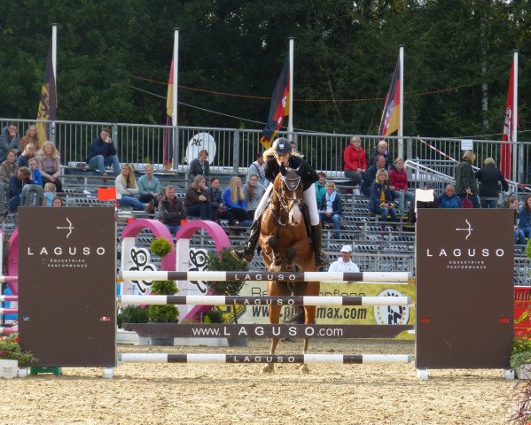 jumper Carlo (German Riding Pony,  , from FS Champion de Luxe)