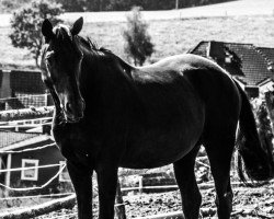 dressage horse Hidalgo (Hanoverian, 2006, from Hohenstein I)