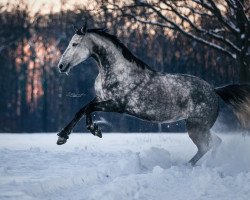 broodmare Czuckerpuppe R-M (Hanoverian, 2015, from Cristallo I)