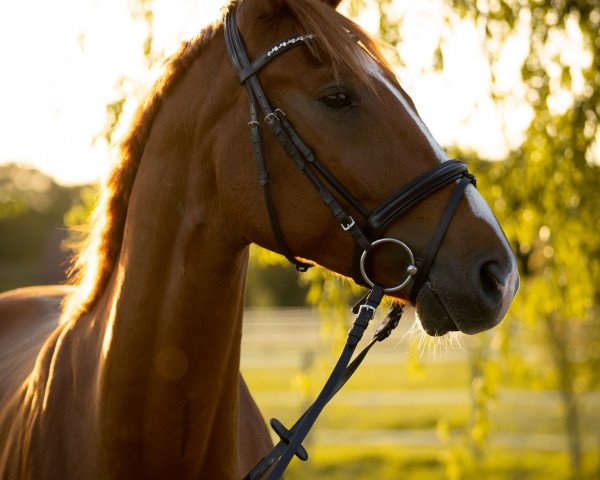 dressage horse Flash Friendly (Hanoverian, 2015, from Tannenhof's Fahrenheit)