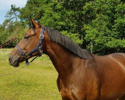 broodmare Attic Queen xx (Thoroughbred, 2017, from Gopura xx)