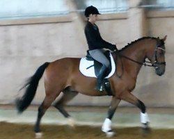 dressage horse Wallach v. Johnson (Oldenburg, 2013, from Glock's Johnson Tn)