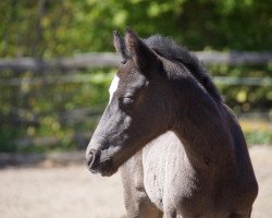 dressage horse Ferdinand 357 (German Sport Horse, 2020, from Marburg's Floricello OLD)