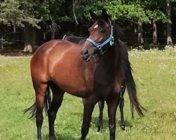 broodmare Toya (Trakehner, 2012, from Impetus)