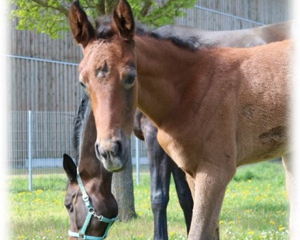 dressage horse Voiletta Z (Trakehner, 2020, from Voltaire 88)