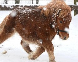 Pferd Teufel`s Glücksbärchen (Shetland Pony (unter 87 cm), 2020, von Tabaluga)