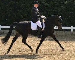 dressage horse Dondela de Luxe (Hanoverian, 2007, from Davignon I)