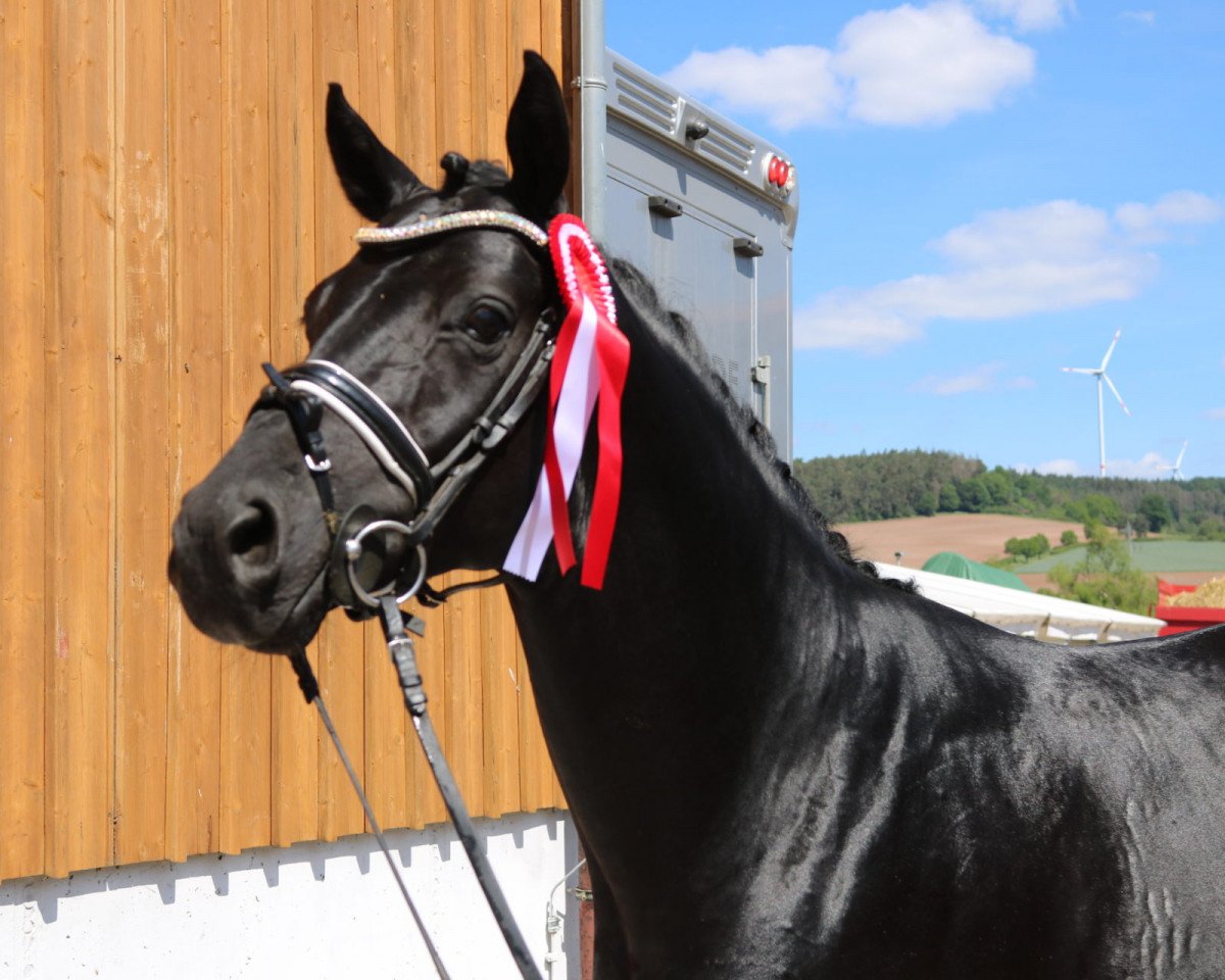 dressage horse Bessito (Hanoverian, 2016, from Belantis)