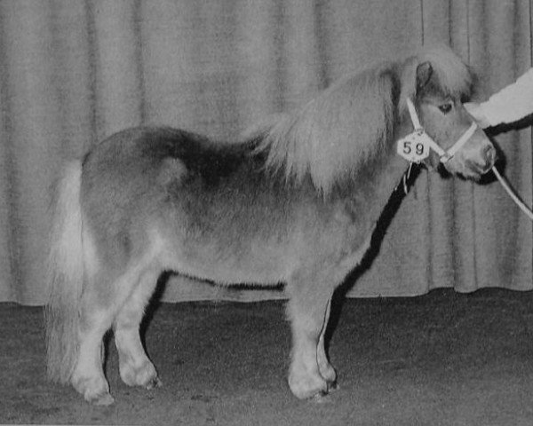 stallion Edward v.d. Rheehof (Shetland Pony, 1990, from Parlington Pimpernell)