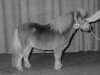 Deckhengst Edward v.d. Rheehof (Shetland Pony, 1990, von Parlington Pimpernell)