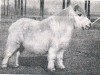 Zuchtstute Fleur van Groensande (Shetland Pony, 1949, von Bartje)