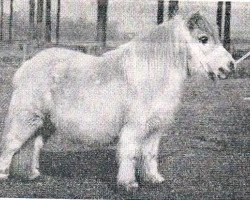 Zuchtstute Fleur van Groensande (Shetland Pony, 1949, von Bartje)