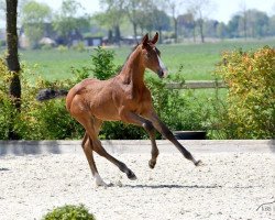 jumper Cassiro vHM (Oldenburg show jumper, 2020, from Casino Berlin OLD)