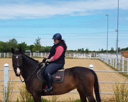 broodmare Mon Cherie S (Hanoverian, 2001, from Metternich)