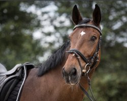 dressage horse Shalom M (Westphalian, 2006, from Show Star)