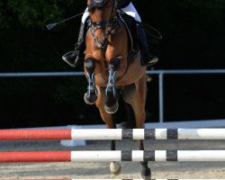 Springpferd New Star 11 (Deutsches Reitpony, 2015, von Nature Boy)