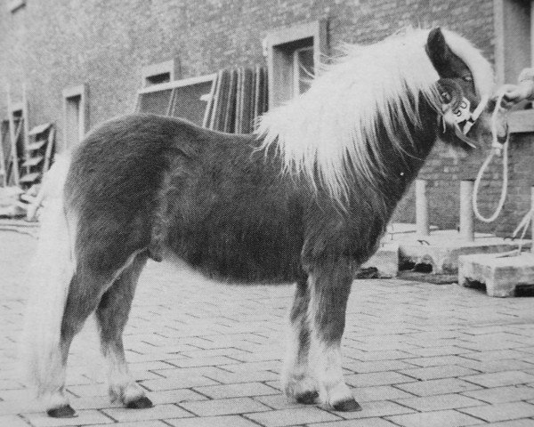 horse Caspur van de Zwarteweg (Shetland Pony, 1988, from Luitenant van de Spoorlaan)