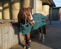 broodmare Up to Sky (Trakehner, 2004, from Sky Dancer)