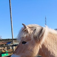 horse Ronja (Fjord Horse, 2005, from Kastanielystens Rasmus)